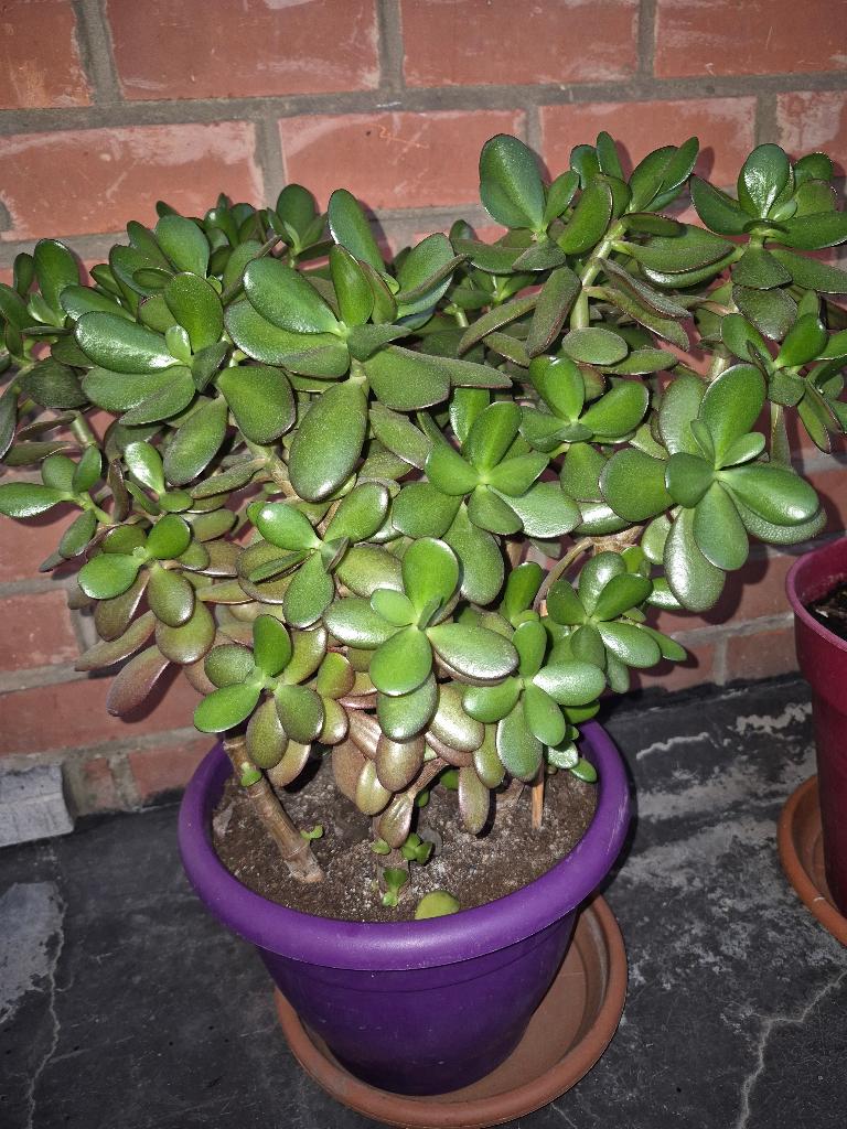 Crassula ovata, Enlèvement