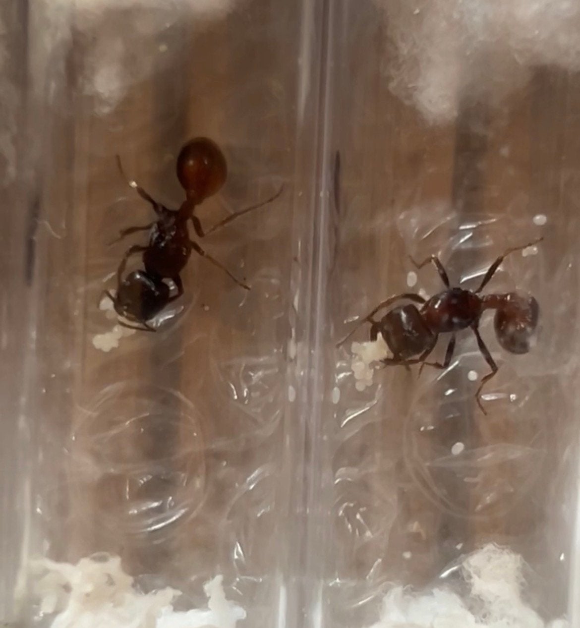 Pogonomyrmex rugosus queen+brood / mieren ant kolonie, Dieren en Toebehoren, Mieren