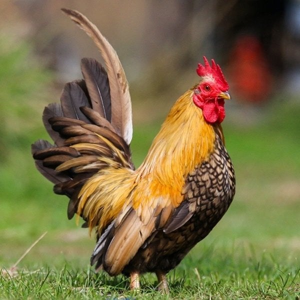 Serama kippen, Dieren en Toebehoren