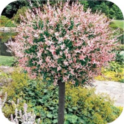 Salix integra Hakuro nishiki, Bonte wilg, flamingoboom, Tuin en Terras, Vaste plant