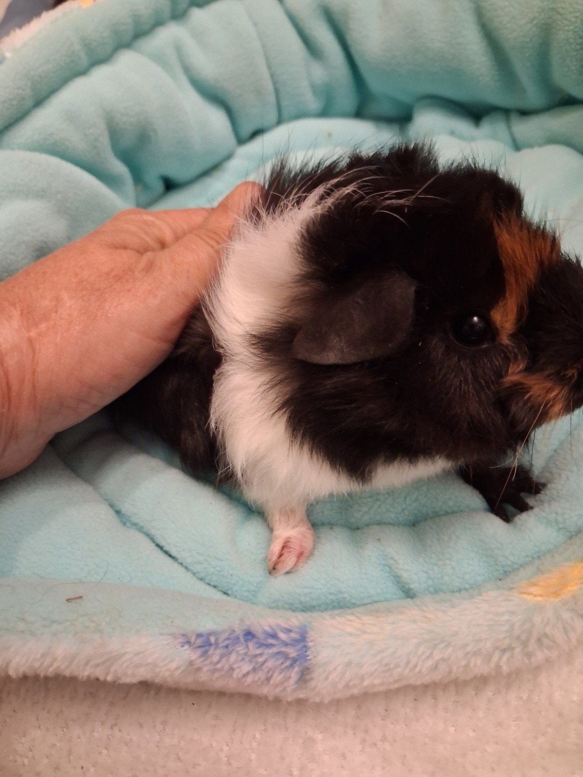 cavia  foto1 zwart met witte streep en bruin snuitje foto 2, Dieren en Toebehoren, Juli, Vrouwelijk, Cavia
