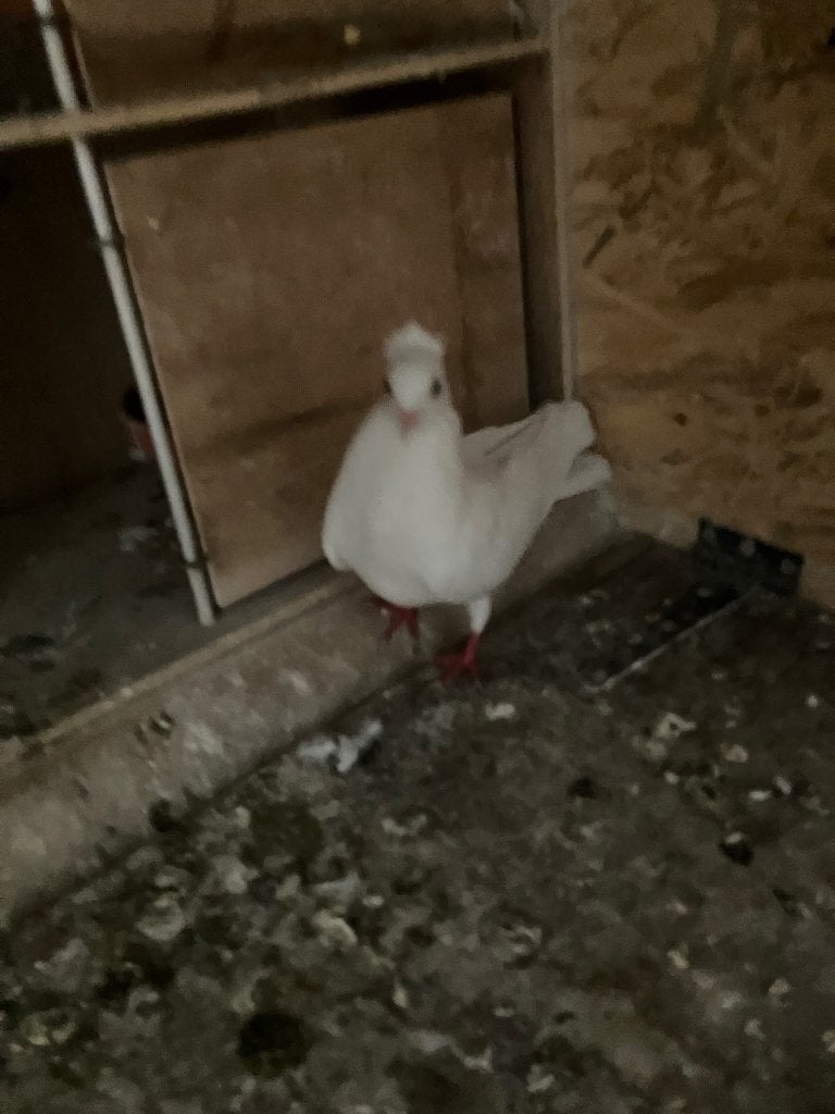 Witte sierduif, Dieren en Toebehoren, Geslacht onbekend, Overige soorten