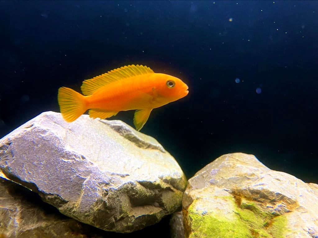 Chindongo Saulosi, Dieren en Toebehoren, Vissen | Aquariumvissen, Vis, Zoetwatervis
