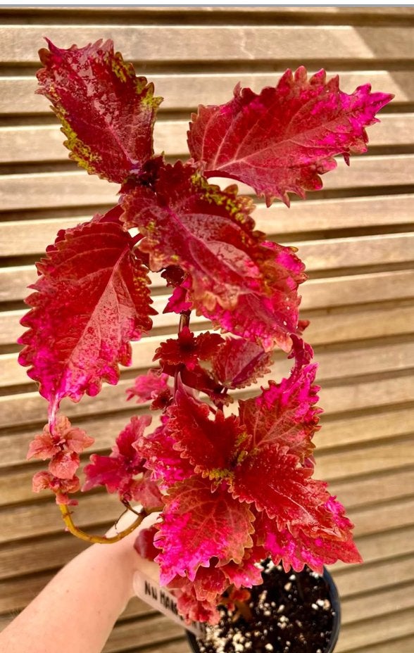 Coleus / siernetel Margosha, Enlèvement ou Envoi