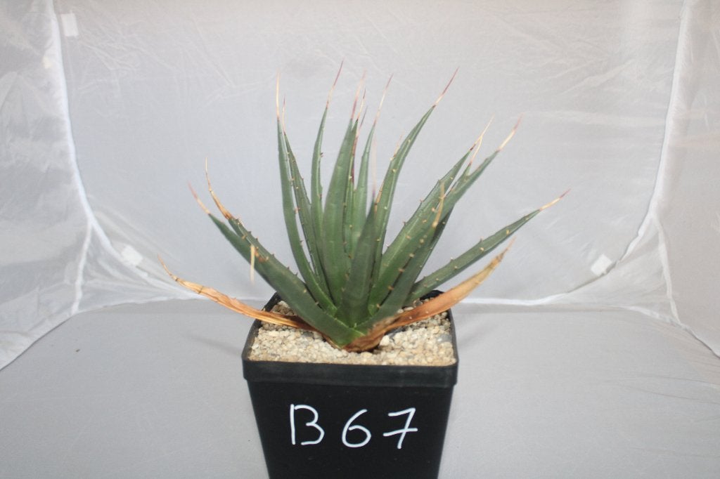 Agave utahensis, Maison & Meubles, Plantes d'intérieur, Plante succulente, Moins de 100 cm, Plante verte, Plein soleil, Enlèvement ou Envoi