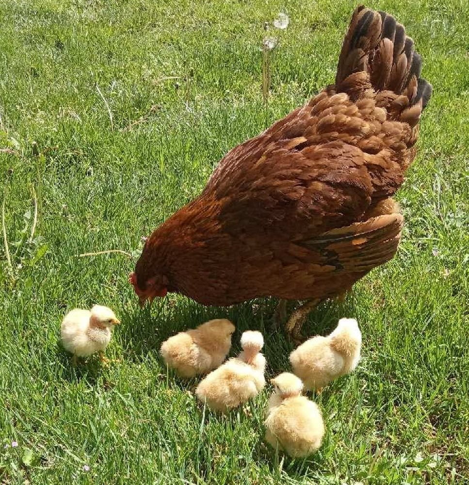 dag kuikens uitkomst 4 juni 100 % hennen 0499/082381, Dieren en Toebehoren, Pluimvee, Kip, Vrouwelijk