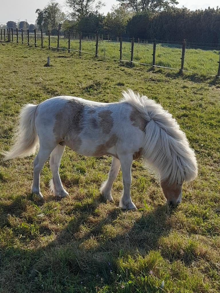 Ter dekking 87 cm, Dieren en Toebehoren, Hengst