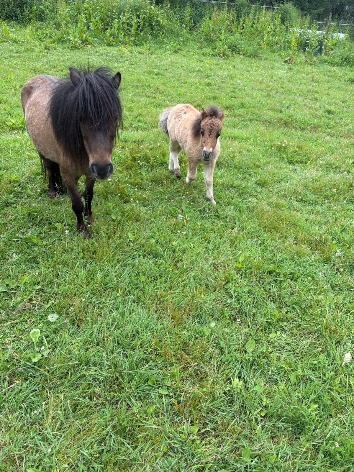 Shetland merrie, Animaux & Accessoires, Femelle, 11 ans ou plus