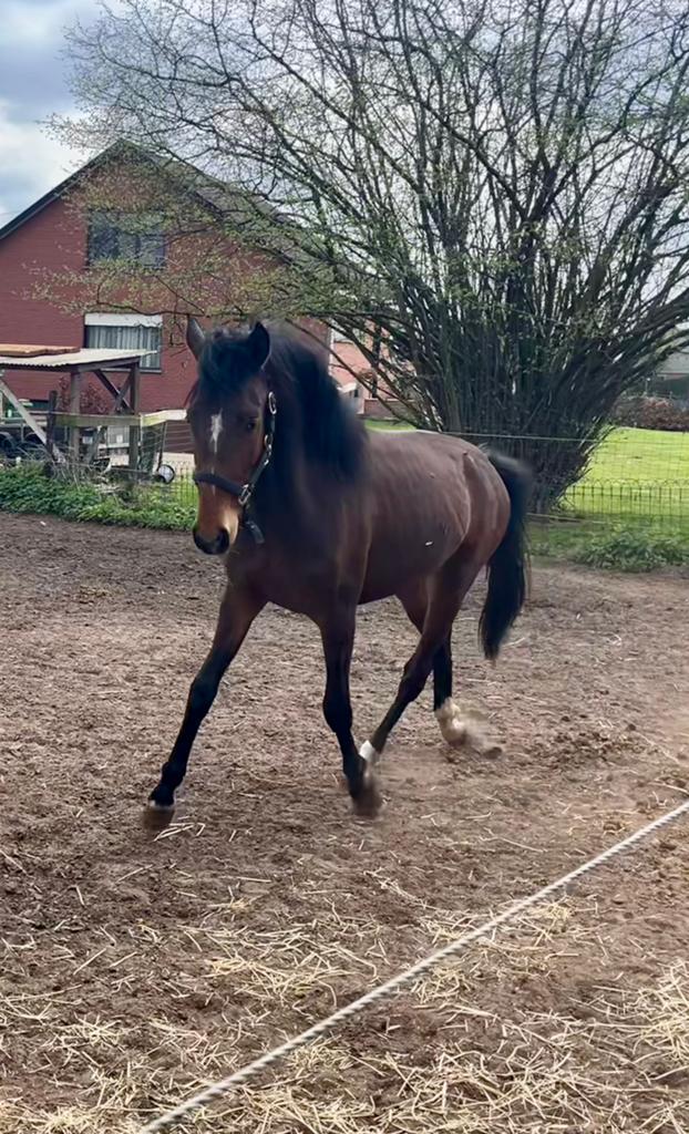 2 jarige hengst (e-pony), Dieren en Toebehoren, Paarden, Minder dan 160 cm, 0 tot 2 jaar, Hengst, Gechipt