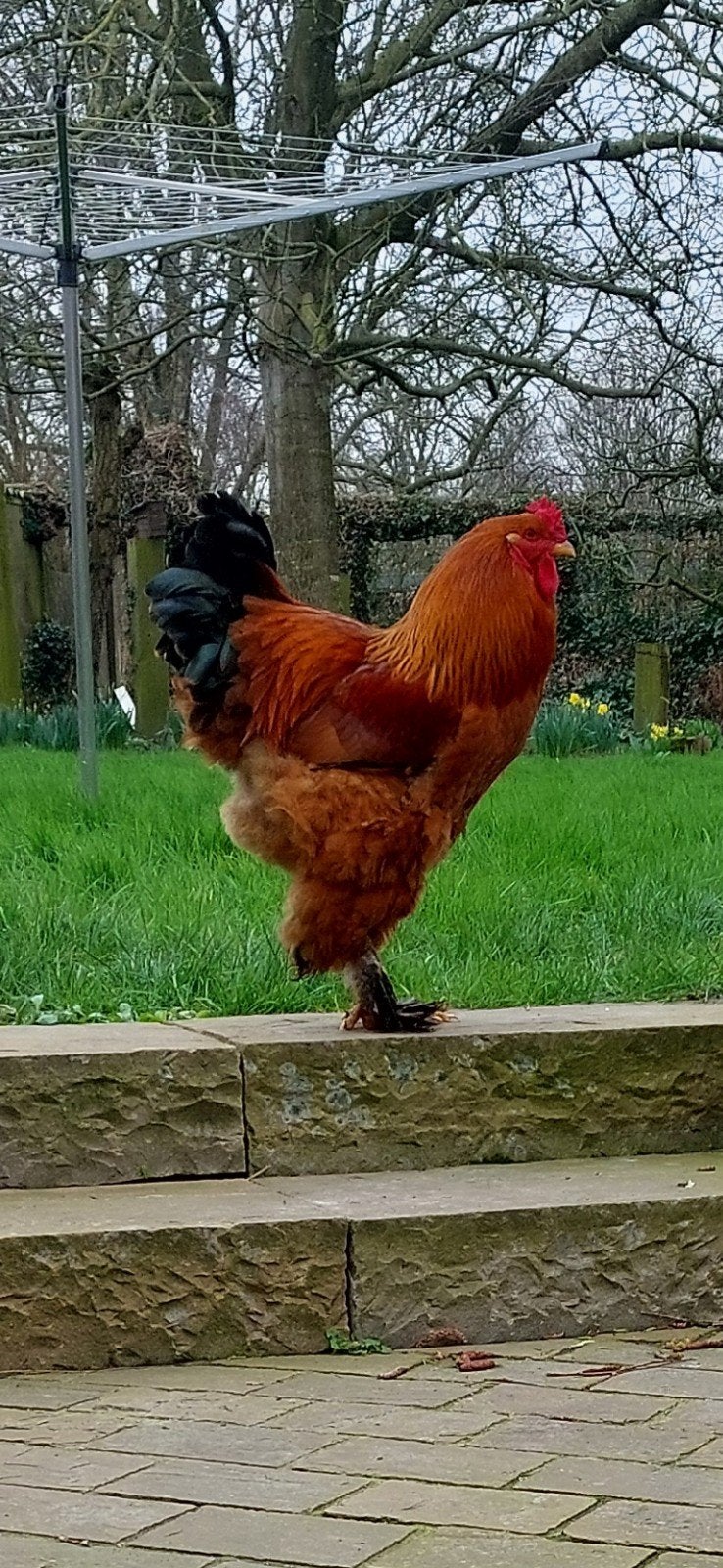 Mooie Haan, Dieren en Toebehoren, Mannelijk, Kip