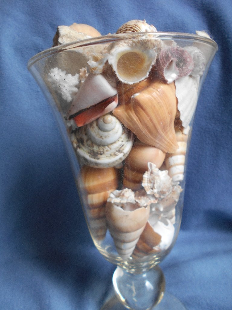grand vase avec beaucoup de coquillages, Maison & Meubles, Accessoires pour la Maison | Vases, Comme neuf, Transparent, Verre