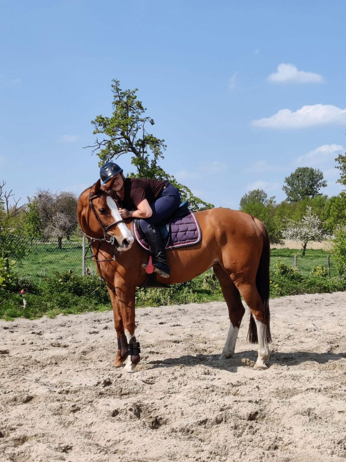 Fokmerrie vader Chalereux, Dieren en Toebehoren, Paarden, Merrie
