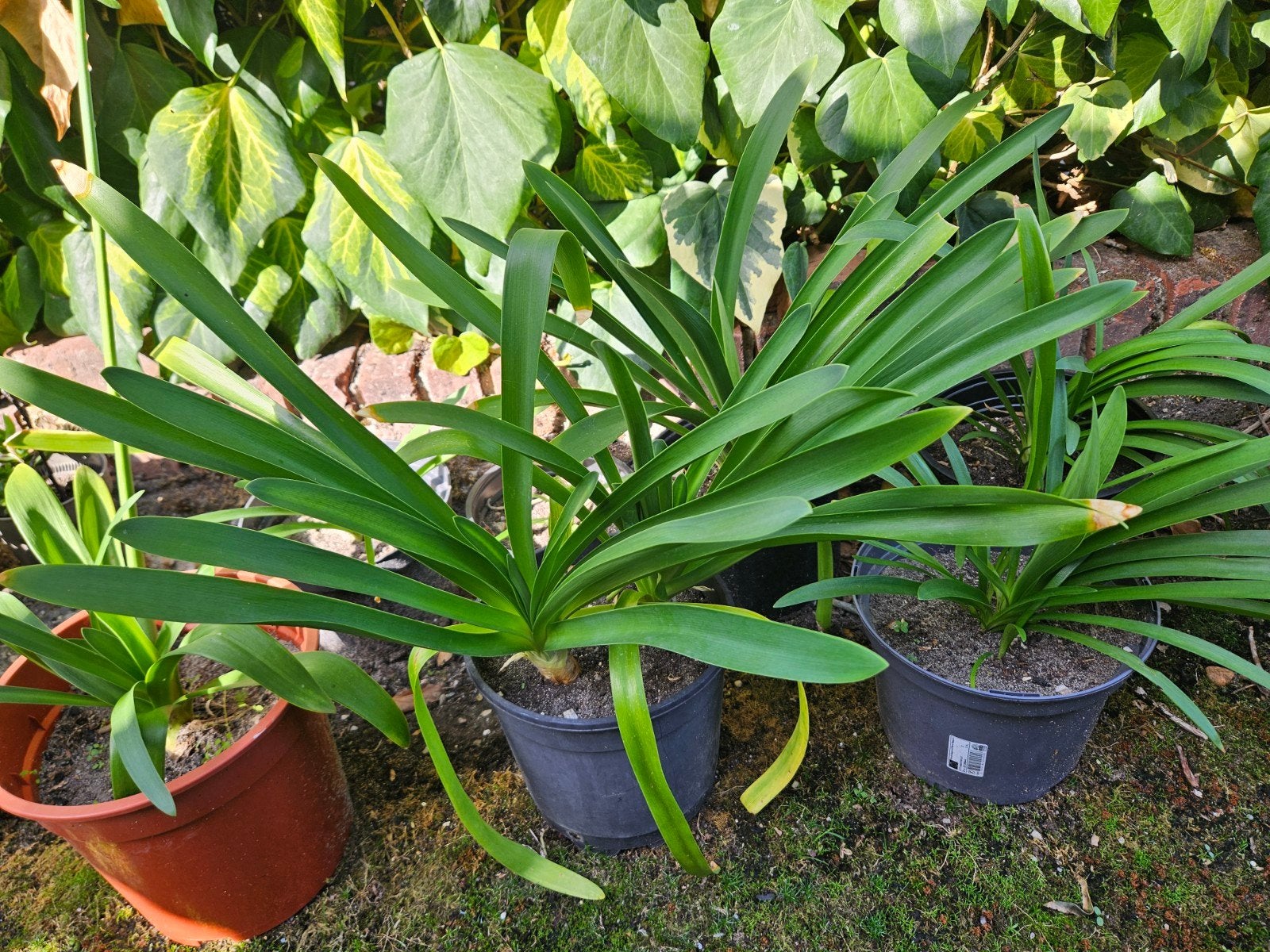 Mooie agapanthus plantjes (Afrikaanse lelie), Tuin en Terras, Ophalen