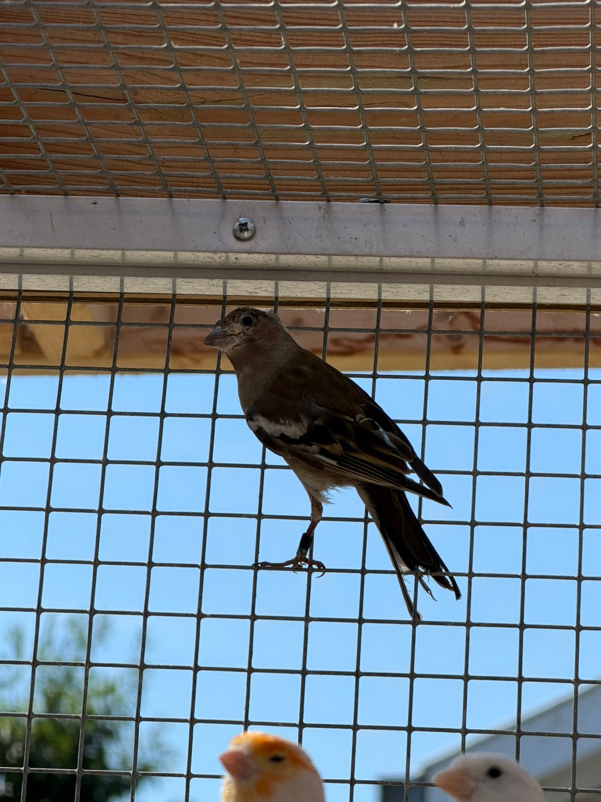 Vinken, Plusieurs animaux