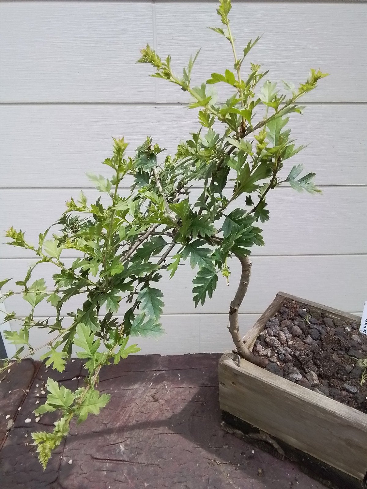 Bonsai, Tuin en Terras, Ophalen