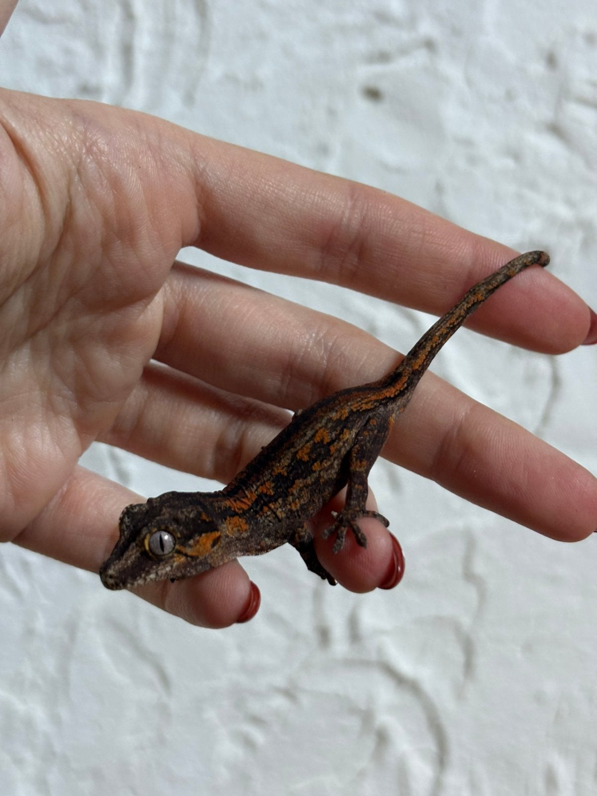 Red striped gargoyle, Animaux & Accessoires, Amphibien, Domestique, 0 à 2 ans