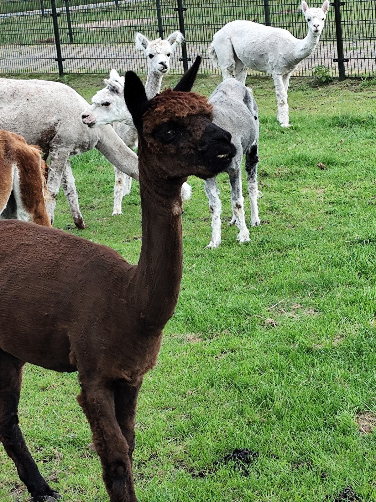 Te koop diverse alpaca merries, Animaux & Accessoires, Animaux Autre, Femelle, Mai
