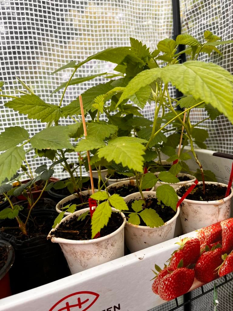 Voordeelpakket: Aardbeien + Frambozenplanten!, Tuin en Terras, Vaste plant, Ophalen of Verzenden, Halfschaduw, Zomer