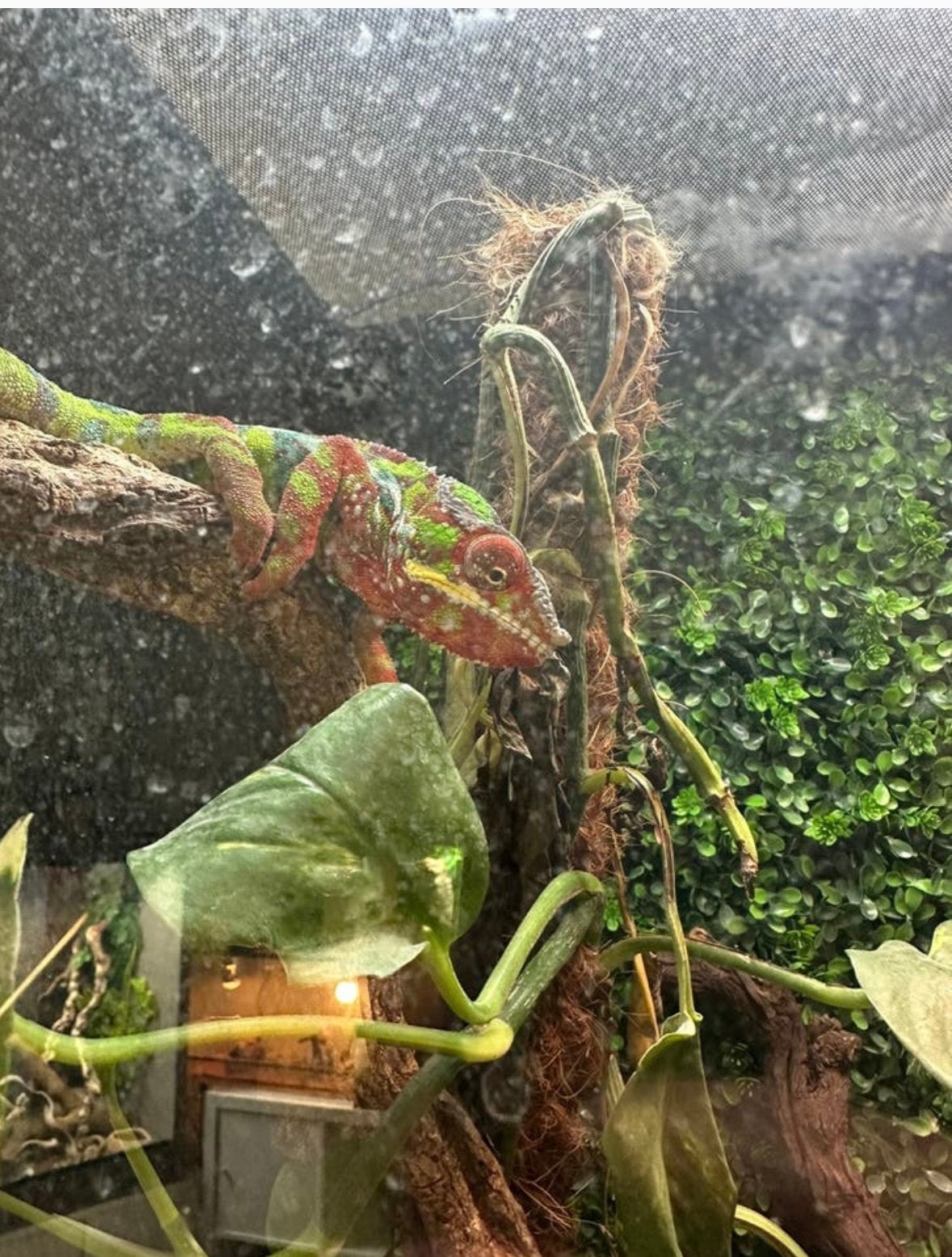 Panterkameleon