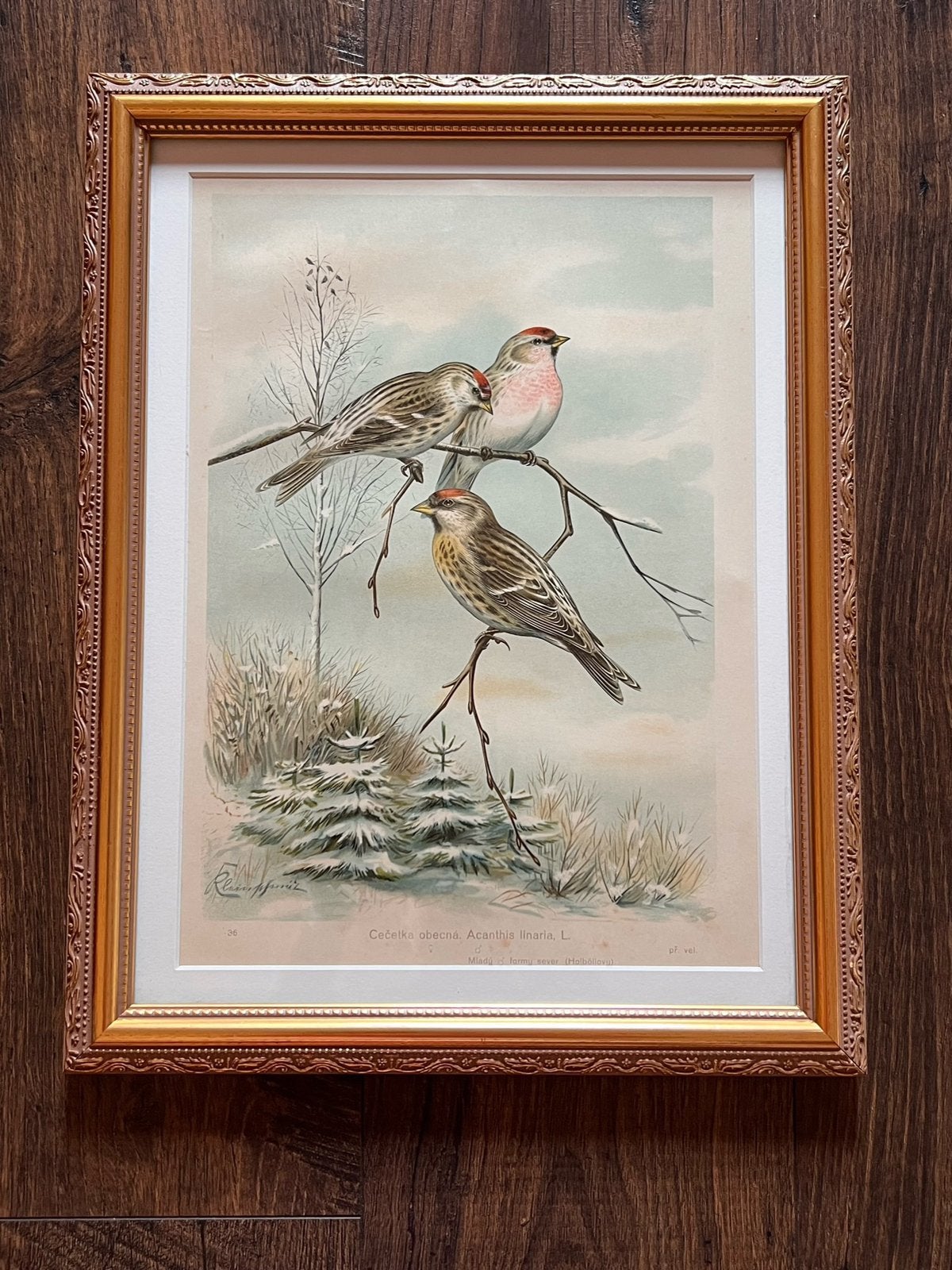 Litho ancienne d'oiseaux, pinsons et de sirènes, Knezourek, Antiquités & Art, Encadré, Enlèvement ou Envoi, Animaux et nature