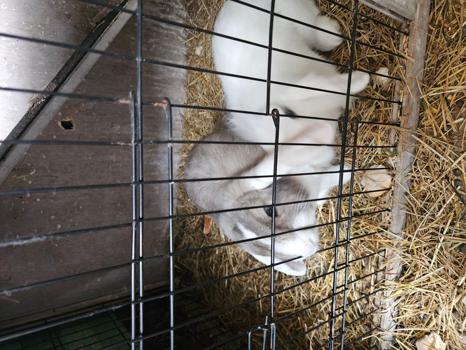 Hangoortjes konijnen, Dieren en Toebehoren