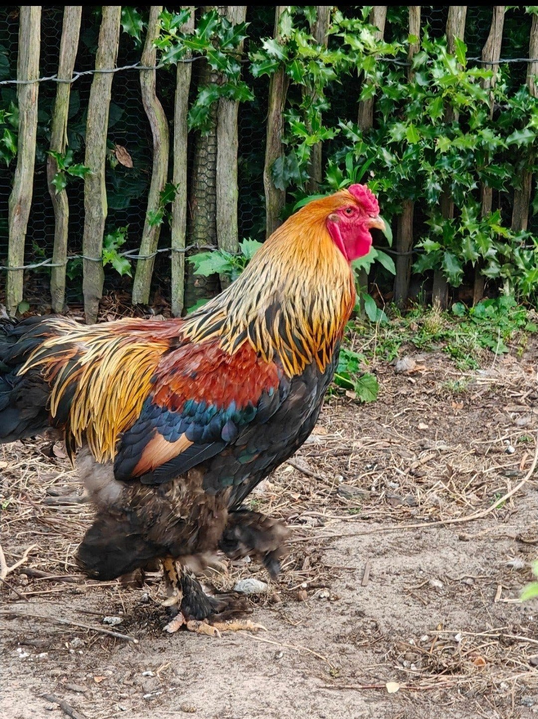 Prachtige brahma haan zoekt nieuwe thuis wegens verhuis
