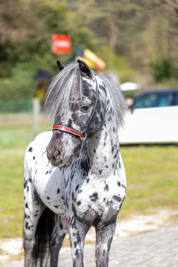 Welsh A en NMPRS met papier, Dieren en Toebehoren, Met stamboom, Dressuurpony, Niet van toepassing, B pony (1.17m tot 1.27m)