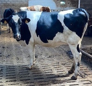 Beste hoornloze zwartbonte stamboek vaars te koop., Dieren en Toebehoren, Vrouwelijk, 0 tot 2 jaar