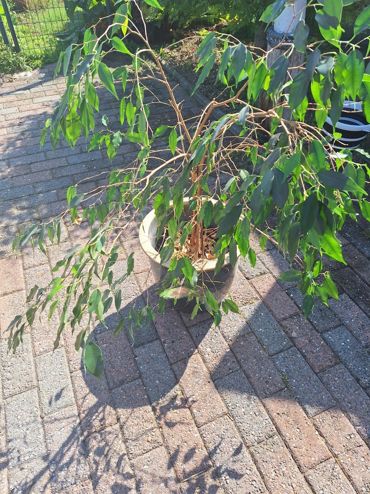 ficus plant, Tuin en Terras, Planten | Tuinplanten, Ophalen
