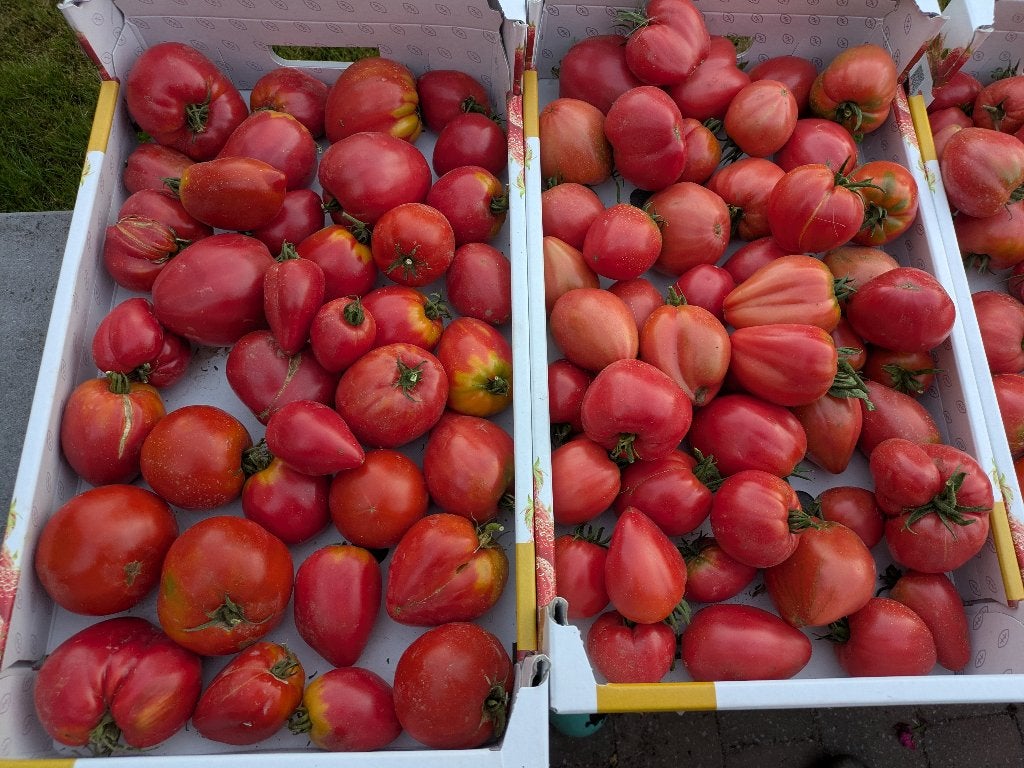 TOMATEN, Ophalen