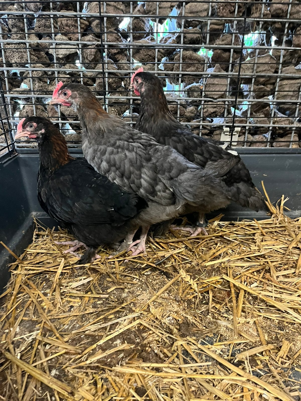 Marans kuikens, Animaux & Accessoires, Volatiles, Poule ou poulet, Mâle
