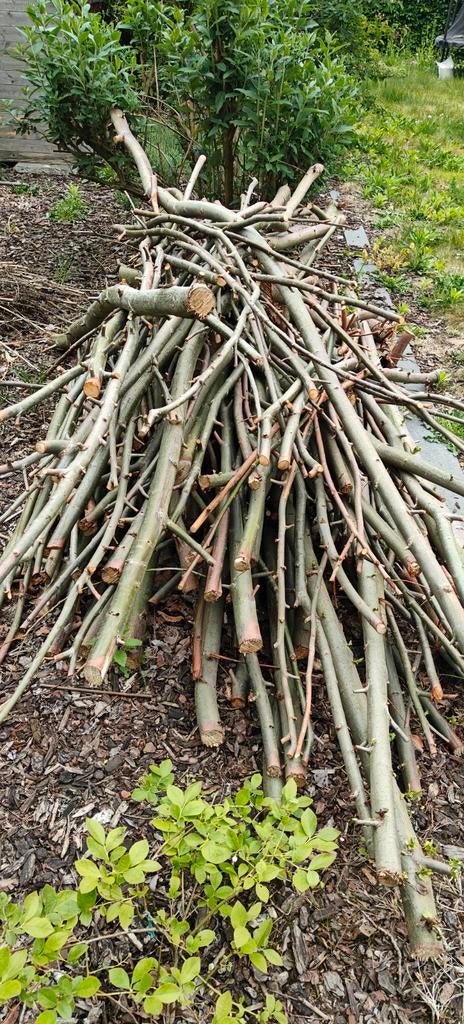 Gratis snoeihout van wilg, Tuin en Terras, Brandhout, Ophalen