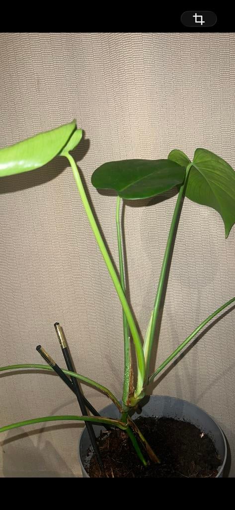 Monstera Deliciosa - M Size, Enlèvement