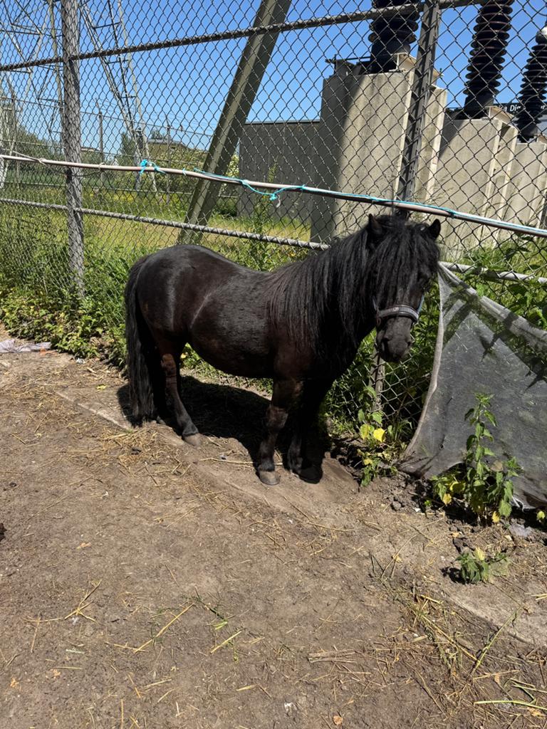 Lieve leuke shetlander pony ruin, Dieren en Toebehoren, Ruin