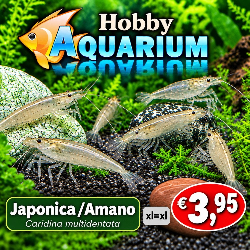 Japonica xl / Amano garnalen XL=XL effectieve algeneters, Kreeft, Krab of Garnaal, Zoetwatervis, Schoolvis