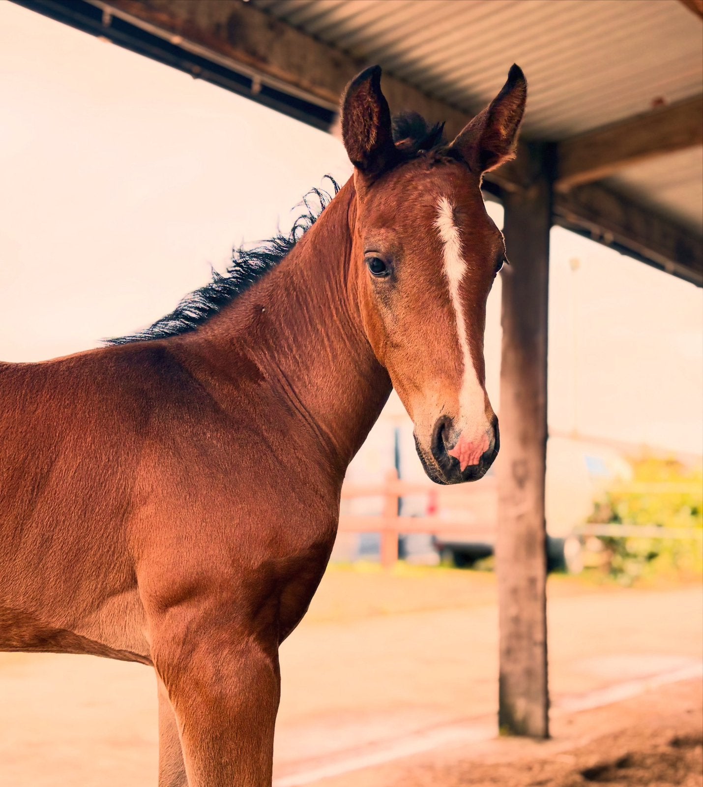Elegant Zonik Plus merrieveulen, Dieren en Toebehoren