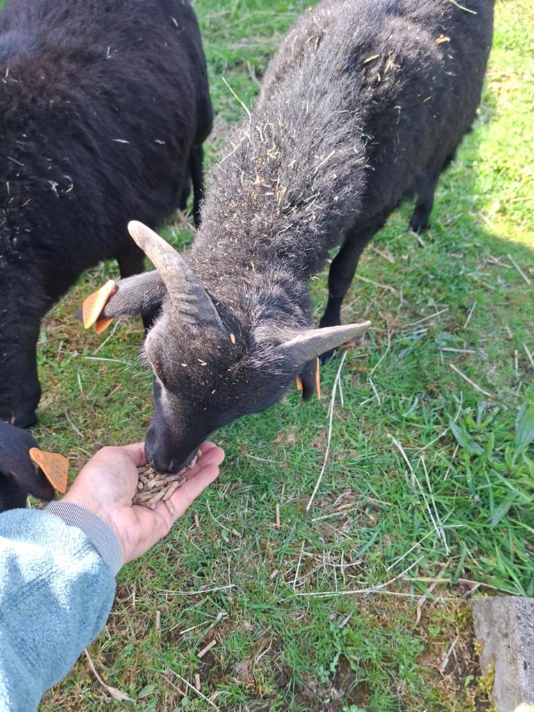 Kameroentjes rammetjes NIET VOOR DE SLACHT!!!!!!!!!!!