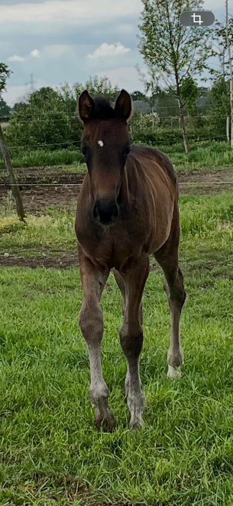 Merrieveulen met topkwaliteiten, Merrie, Met stamboom, Dressuurpaard, 0 tot 2 jaar