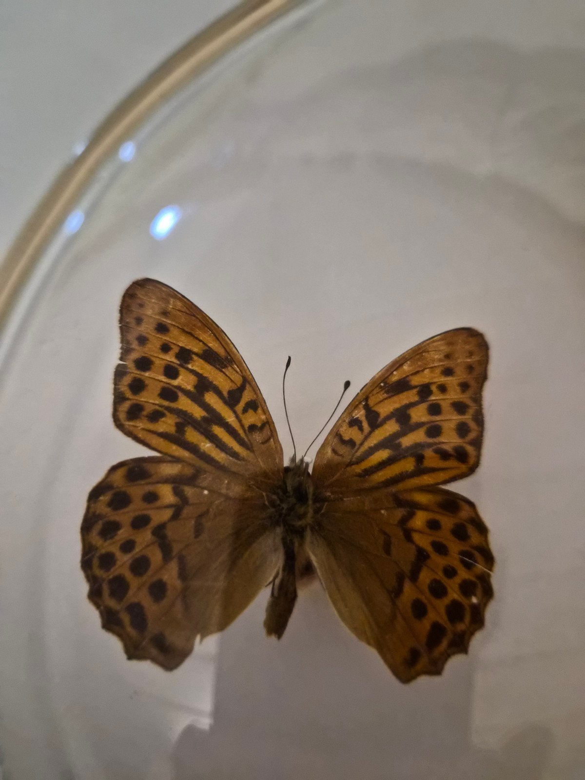 Taxidermie vlinders in schilderij., Dieren en Toebehoren