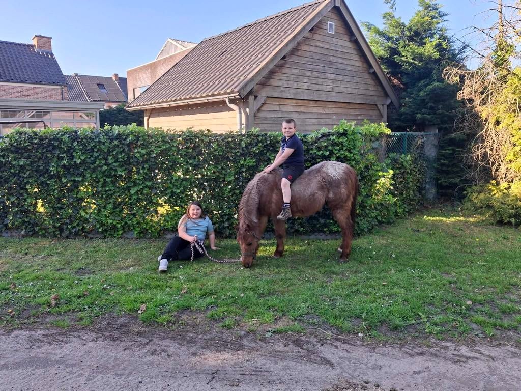 Kinderpony