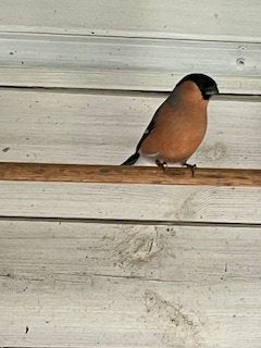 noordse goudvink, Mannelijk, Wildzangvogel, Geringd
