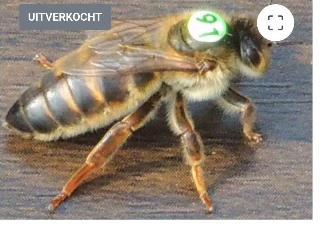 carnica bijenkoningin F1 norderney, Dieren en Toebehoren, Insecten en Spinnen, Bijen