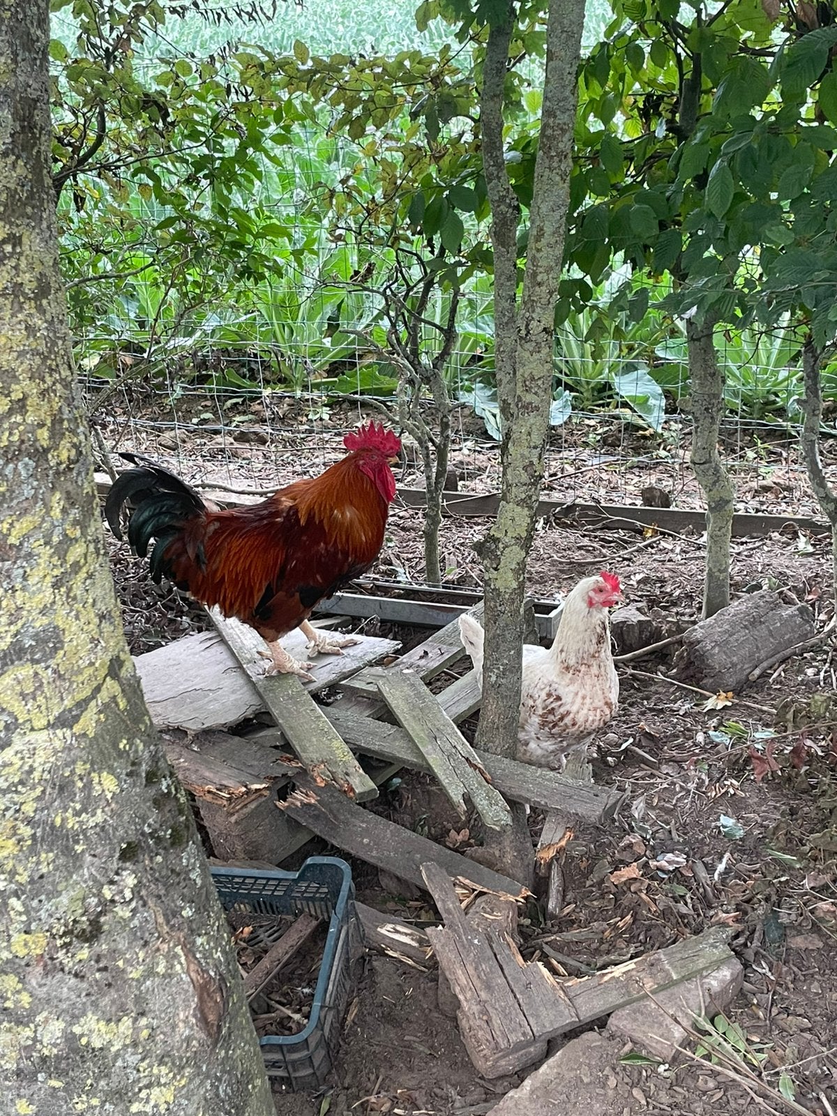 2 oude legkippen, Plusieurs animaux, Poule ou poulet