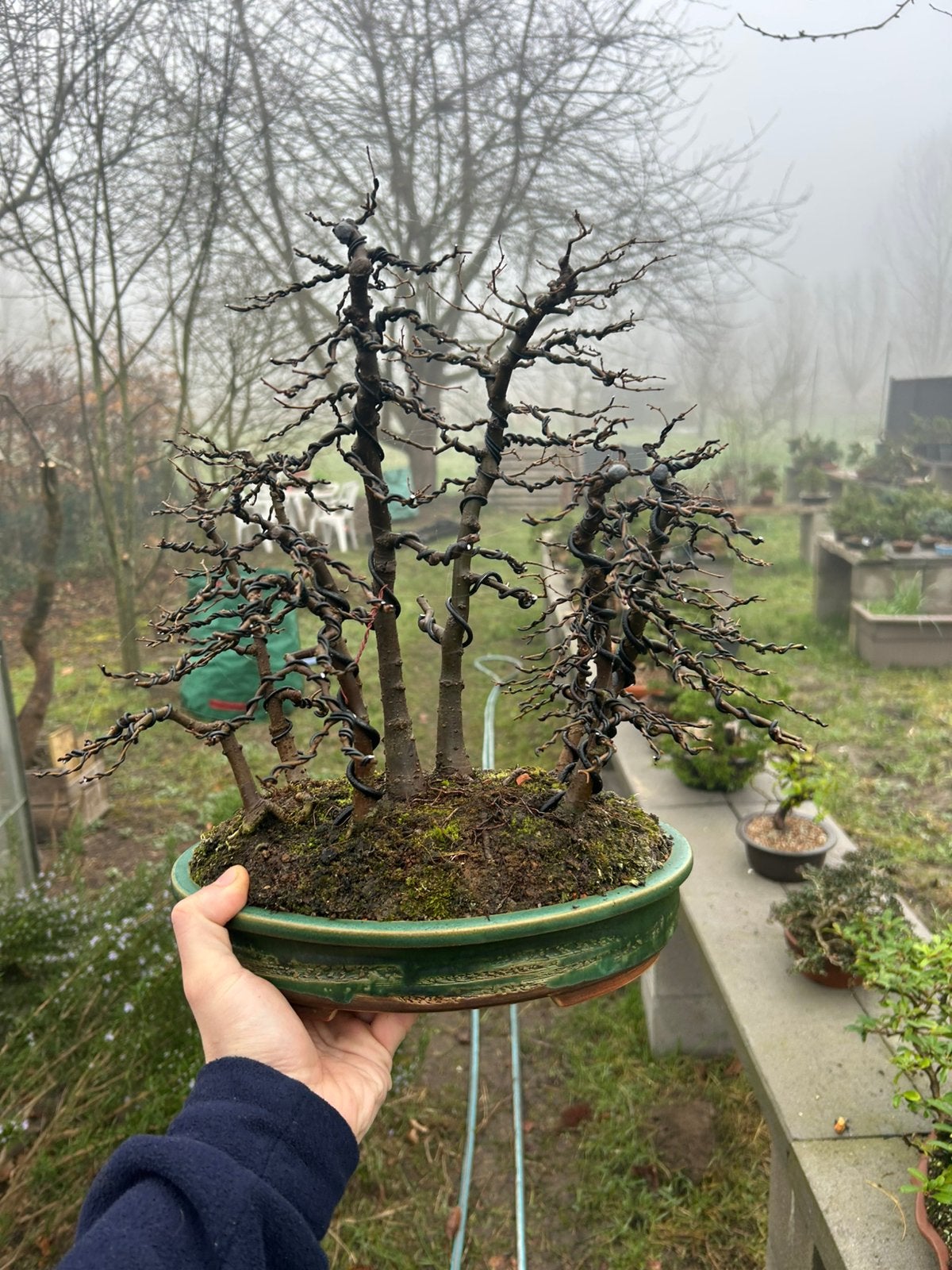 Bonsai zelkova bosje, Ophalen