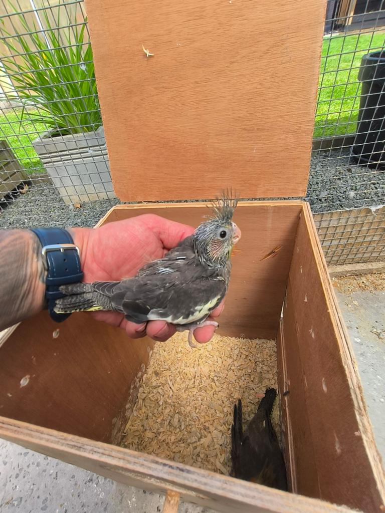 Handtamme valkparkiet, Dieren en Toebehoren, Vogels | Parkieten en Papegaaien, Geringd