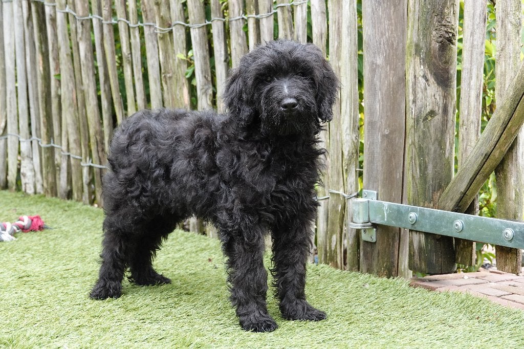 Chiots Mini Labradoodle noirs et chocolat avec pedigree, Maladie de Carré (chiens), Autres races, Plusieurs, Belgique