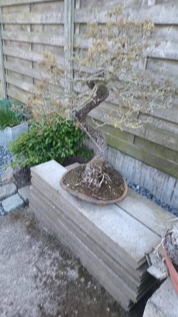 Te koop 9 bonsai bomen, Ophalen, Overige soorten