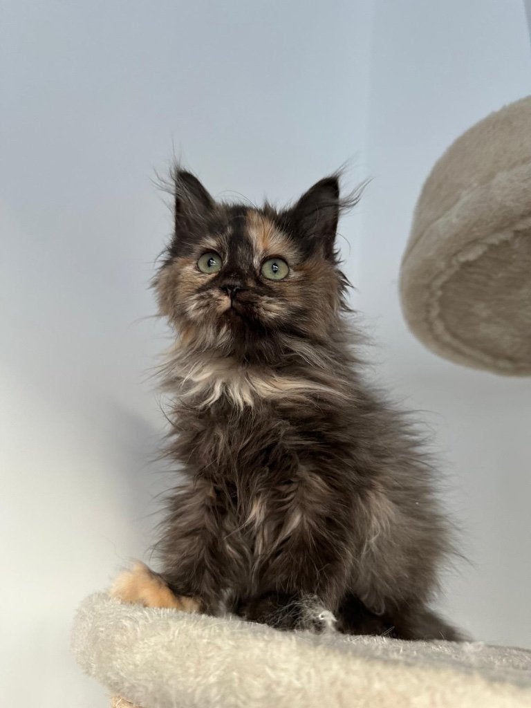 Siberische kat, Chatte ou Chat, Avec pedigree, 0 à 2 ans