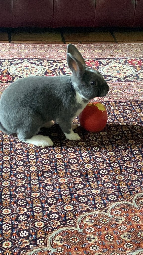 Twee jonge Rex-konijntjes zoeken samen een nieuwe thuis!, Dieren en Toebehoren, Mannelijk, Middelgroot, 0 tot 2 jaar