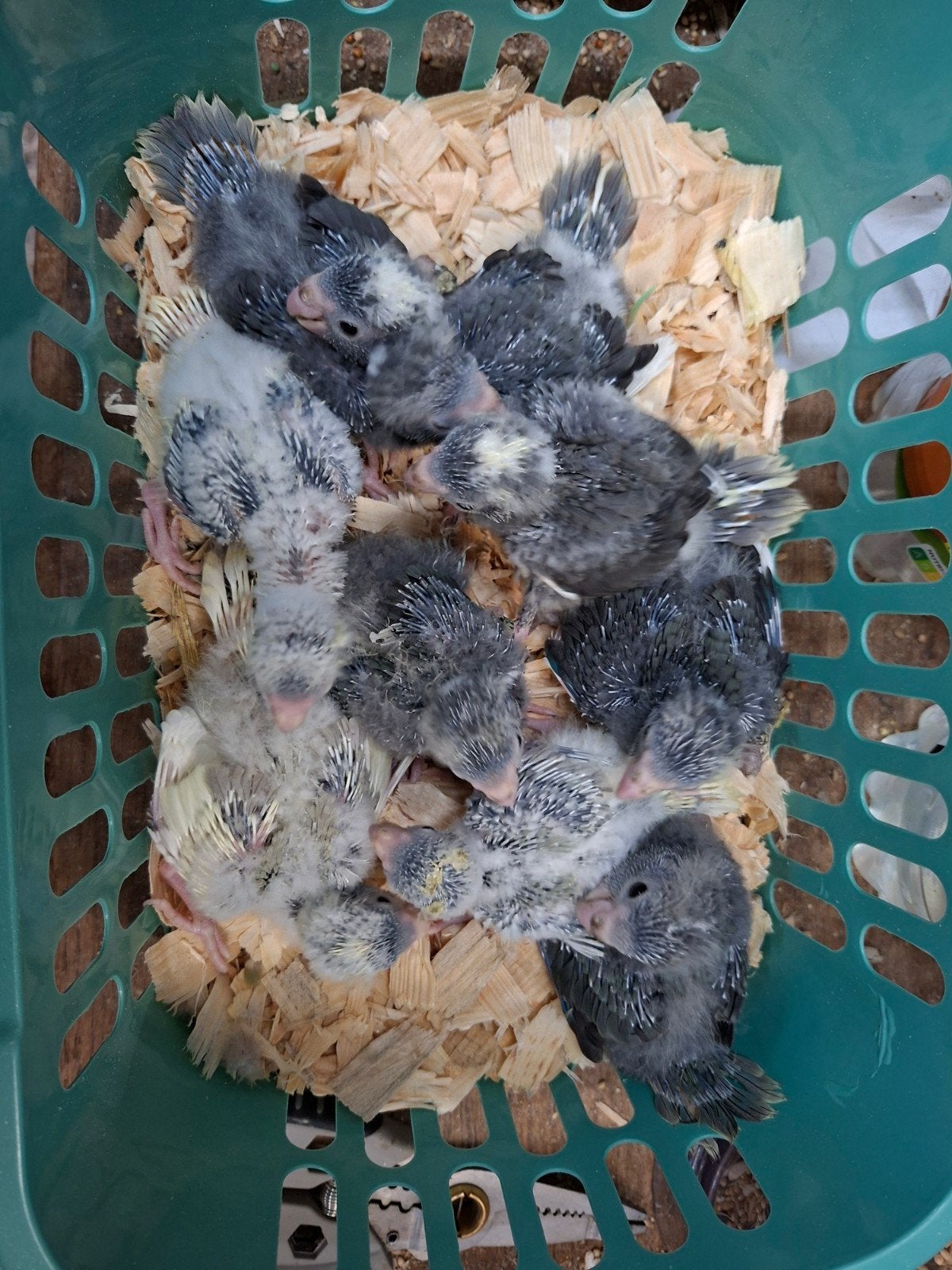 Nestje kakarikie, Geringd